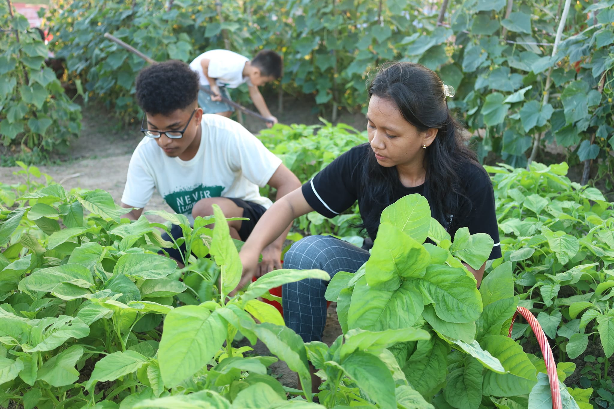 Berkebun